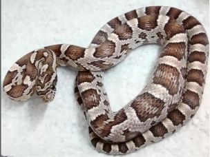 HATCHLING