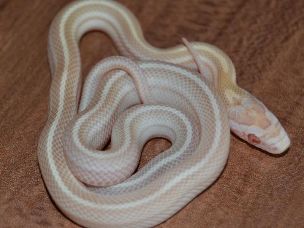HATCHLING