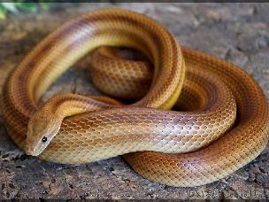 ADULT