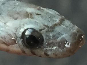EYE
