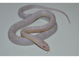 HATCHLING