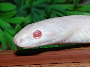 EYE