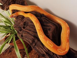 ADULT