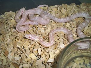 HATCHLING