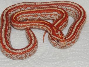 HATCHLING