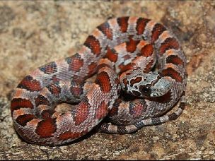 HATCHLING