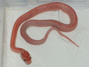 HATCHLING