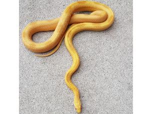 ADULT