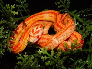 HATCHLING