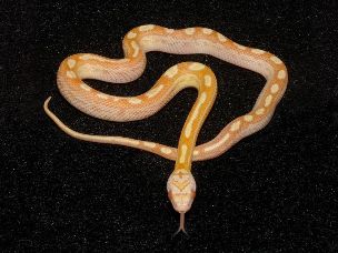 HATCHLING