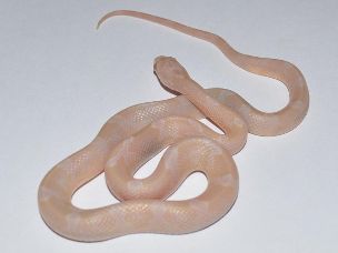 HATCHLING