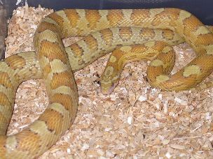 ADULT