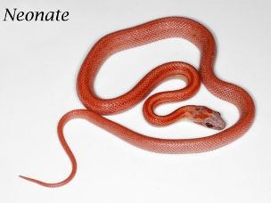 HATCHLING