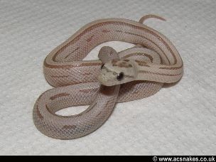 HATCHLING