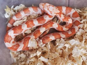 HATCHLING