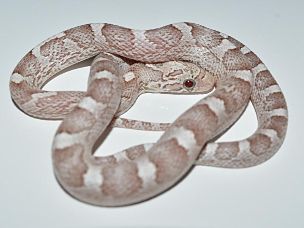 HATCHLING
