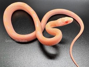 HATCHLING