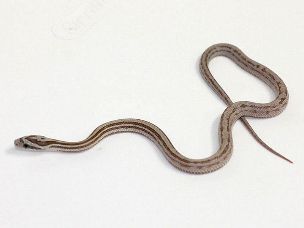 HATCHLING