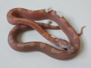 HATCHLING