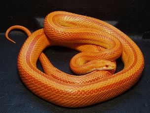 ADULT