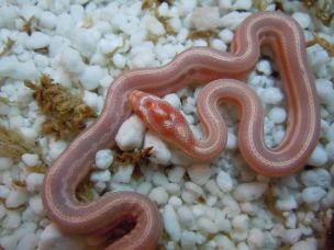 HATCHLING