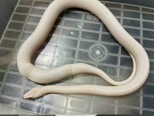 ADULT