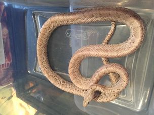 ADULT