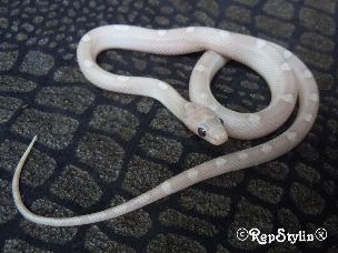 HATCHLING