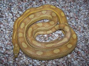 ADULT