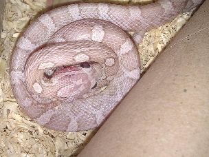 HATCHLING