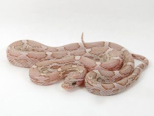 HATCHLING