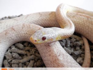 EYE