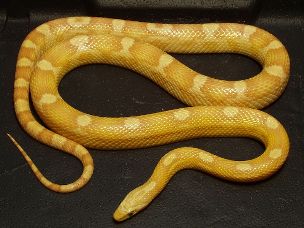 ADULT