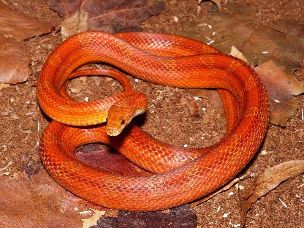 ADULT