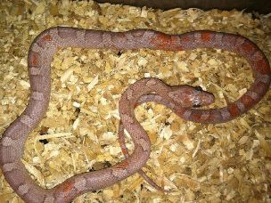 HATCHLING