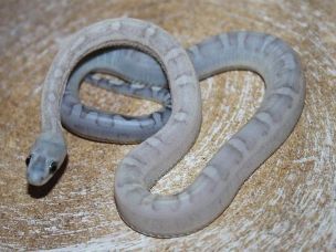 HATCHLING