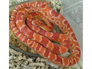 ADULT
