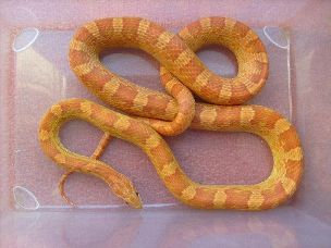 ADULT