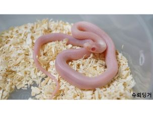 HATCHLING