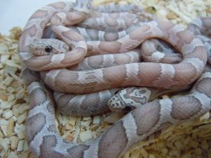 HATCHLING