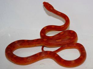 HATCHLING