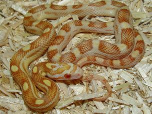 HATCHLING