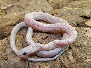 HATCHLING