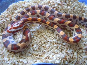 HATCHLING