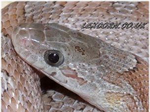 EYE
