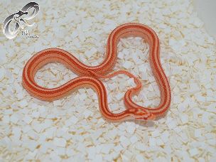 HATCHLING