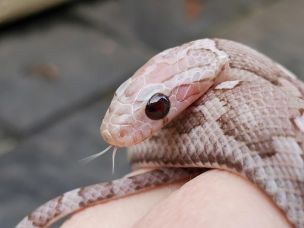 EYE