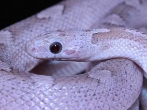 EYE