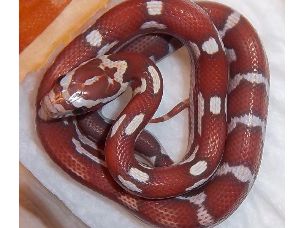 HATCHLING