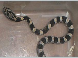 HATCHLING